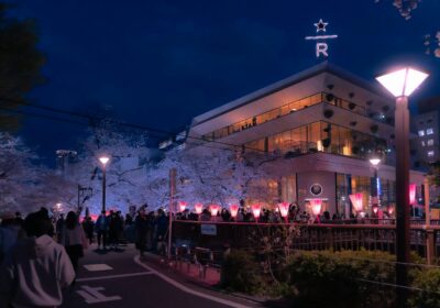 “All you need to know about Cherry Blossom Festival 2024”