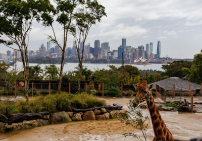 10 Best Zoos around the world