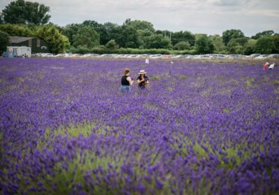 Must visit lavender fields around the world