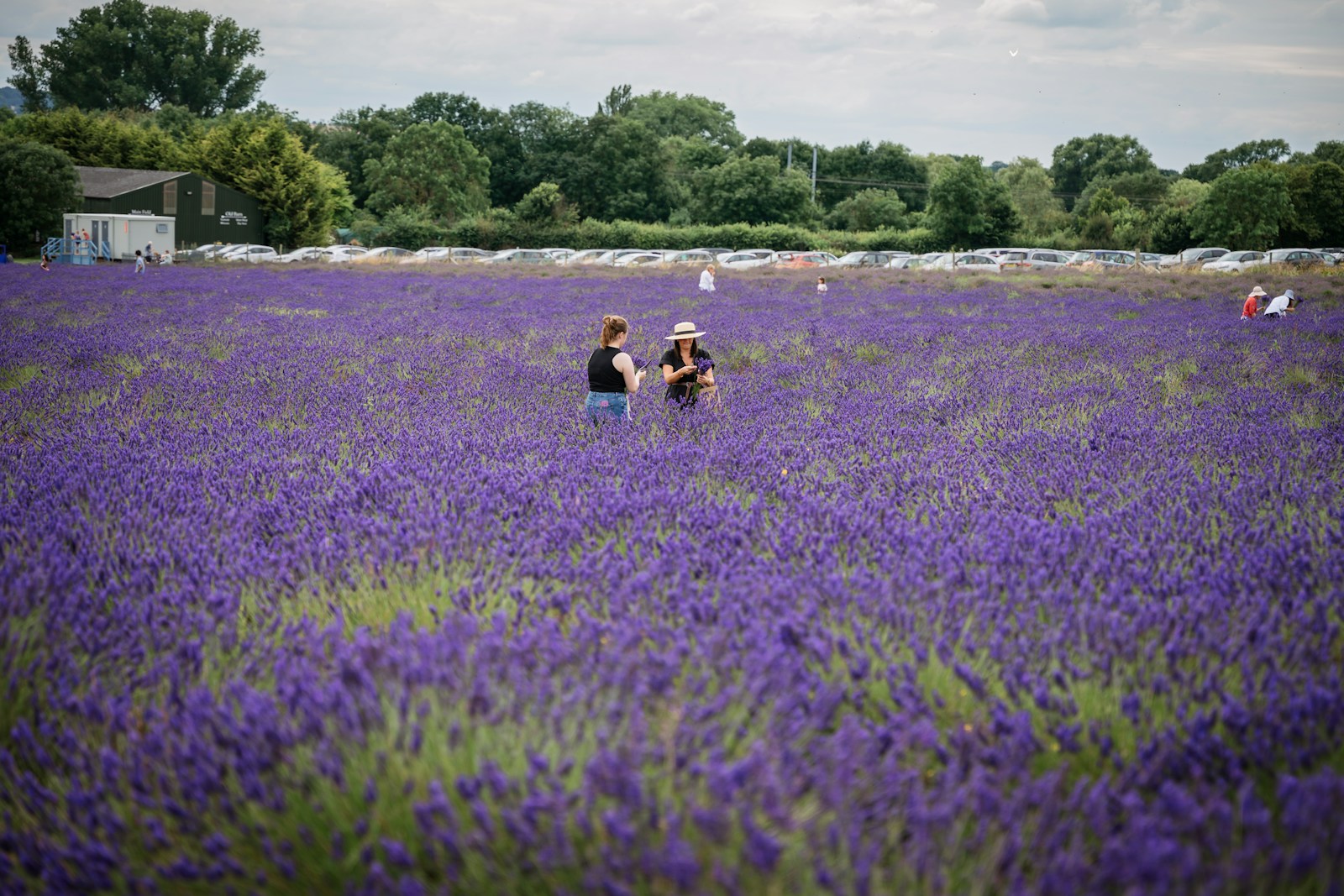 Two people walking through a field of purple flowers