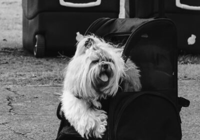 How to travel with pets